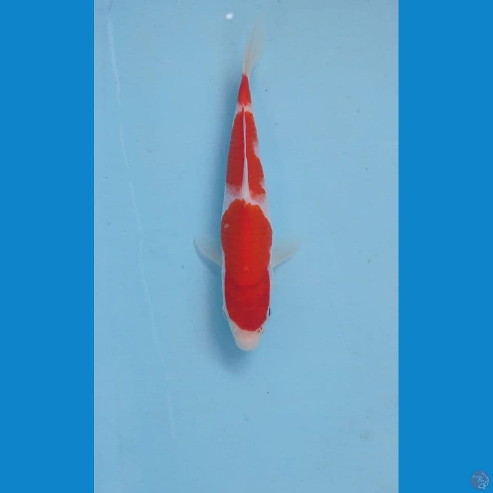 kohaku, 19 cm