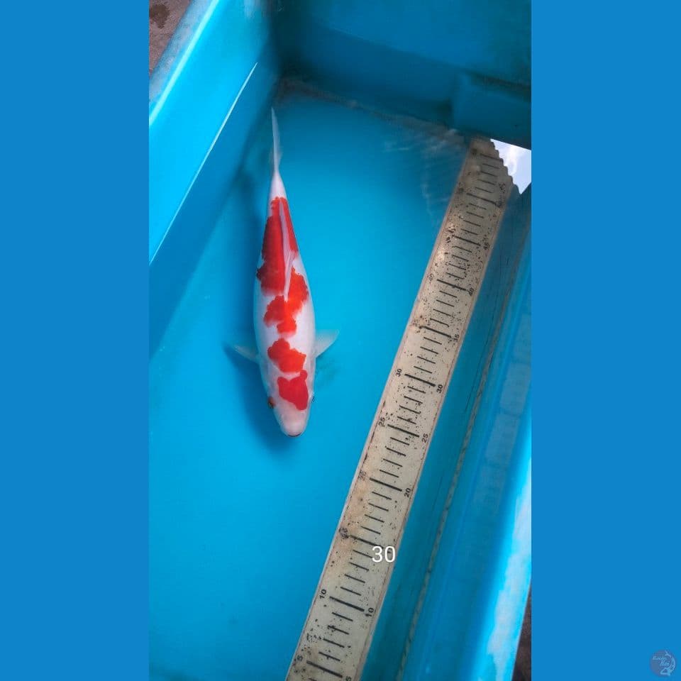 kohaku 30cm