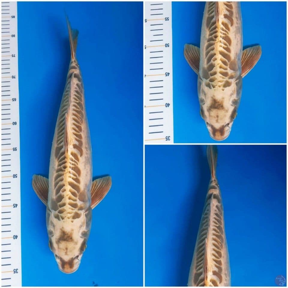 kawarimono 47cm M