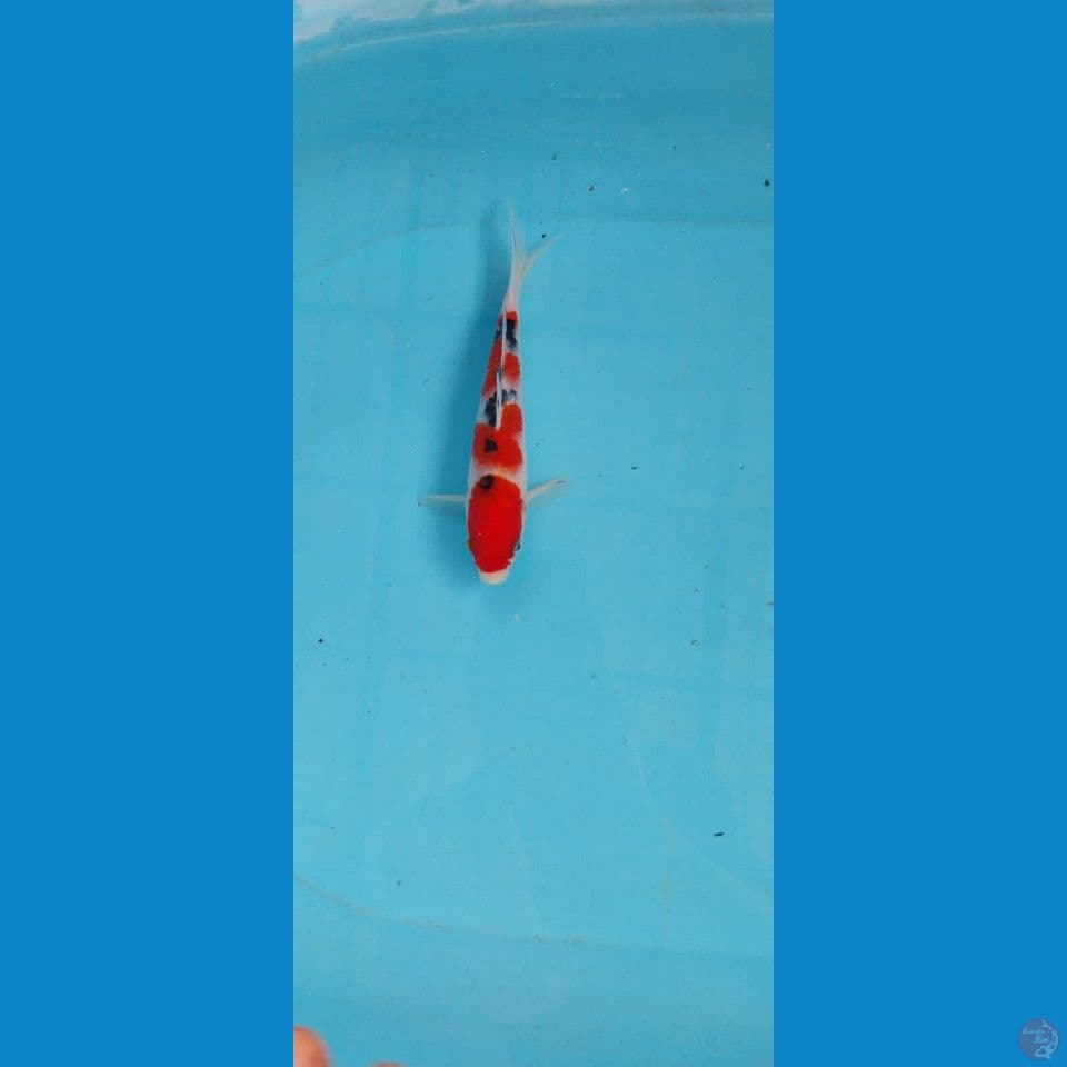 Sanke sanshoku 20Cm