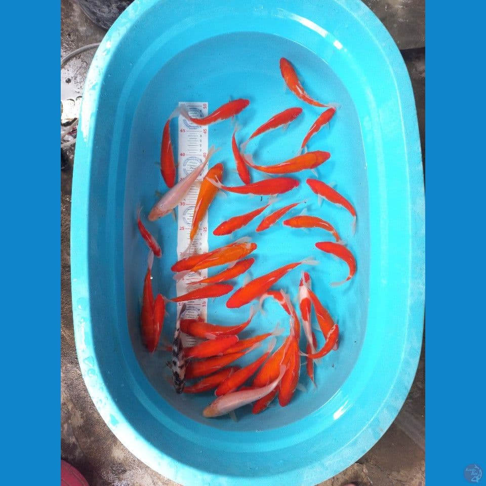 Kohaku 40 ekor 15-24cm