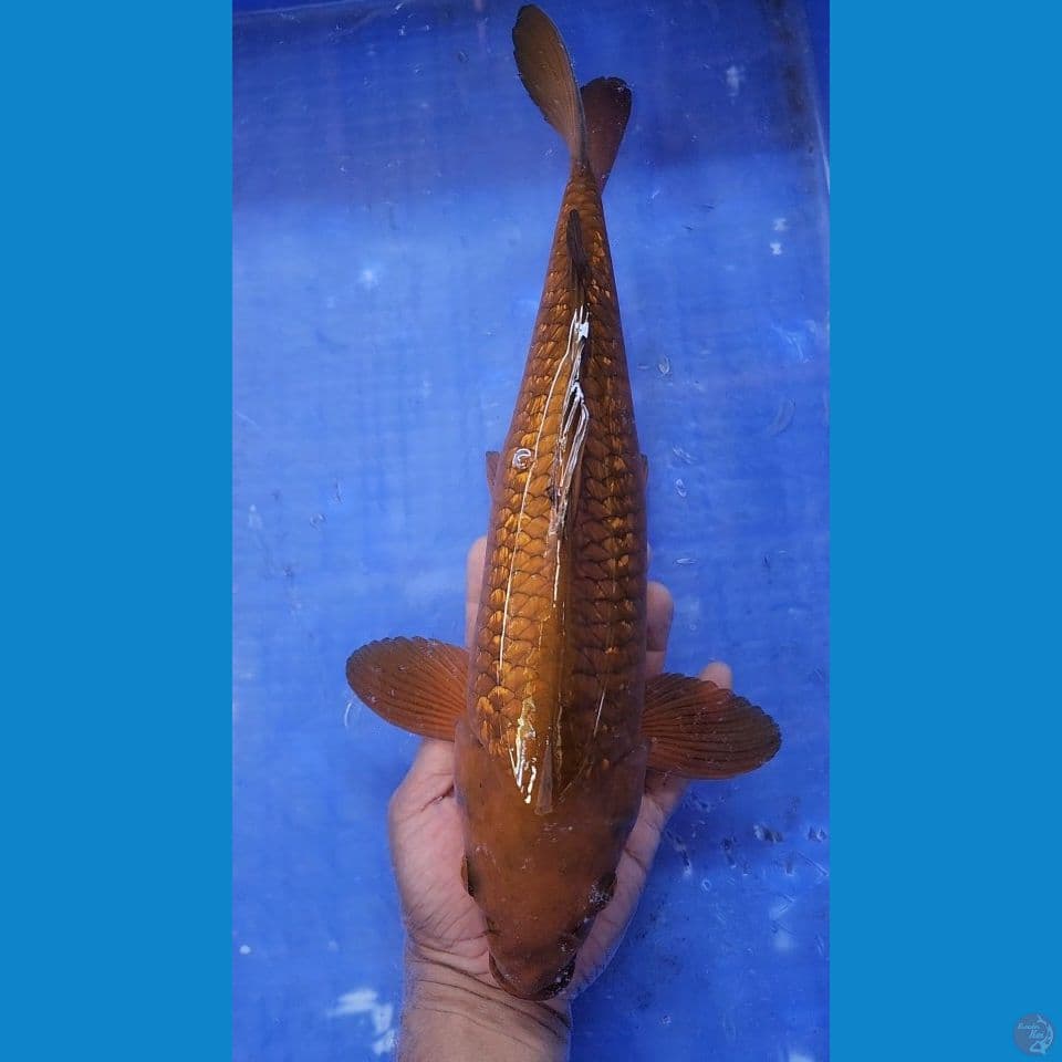 37cm Chagoi Ginrin