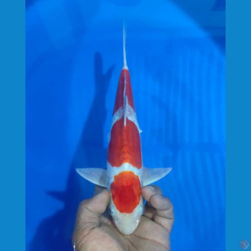 KUSHUI 31CM