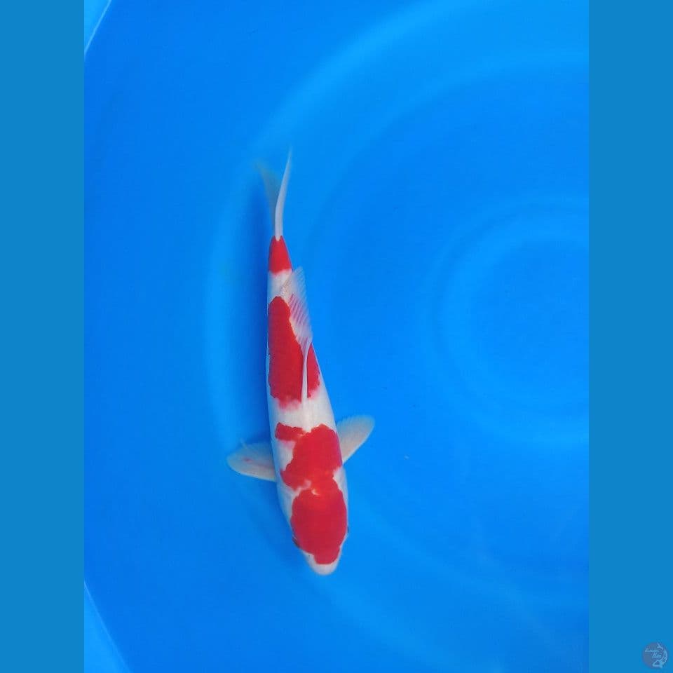 Kohaku