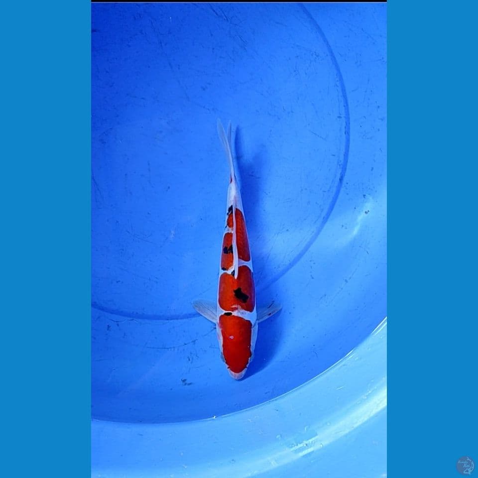 SANKE DOITSU MALE 28 CM