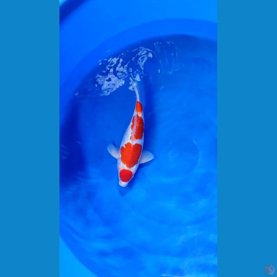 kohaku SB Bulky Male 33 cn