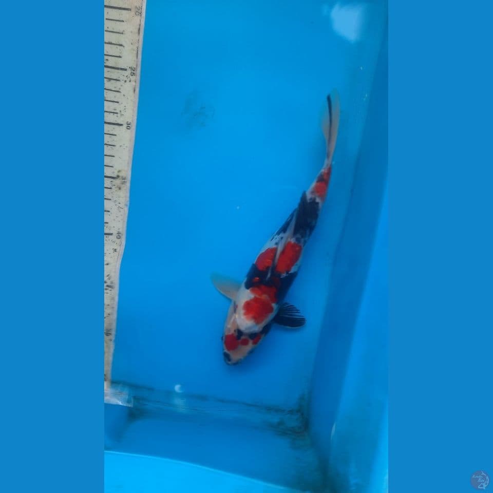 showa doit