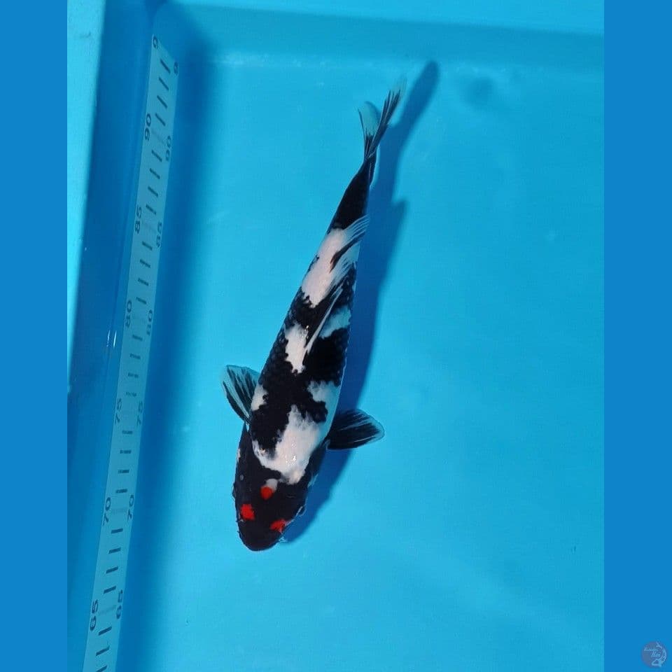 TANCHO SHOWA ORYGINAL RARE COLECTION 27CM
