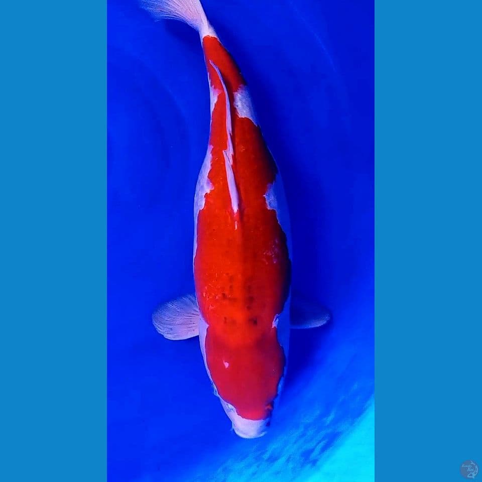 46cm jumbo bulky kohaku gendong telur