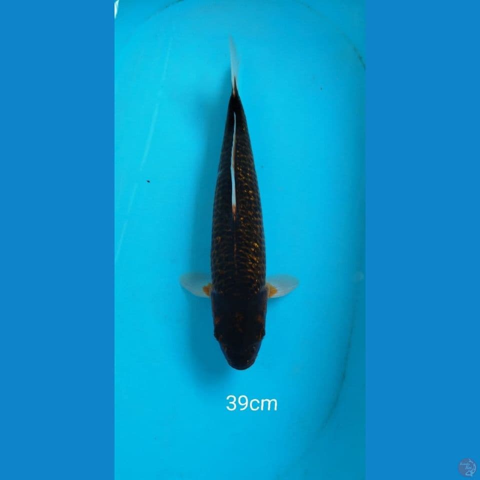 Cagoi 39cm