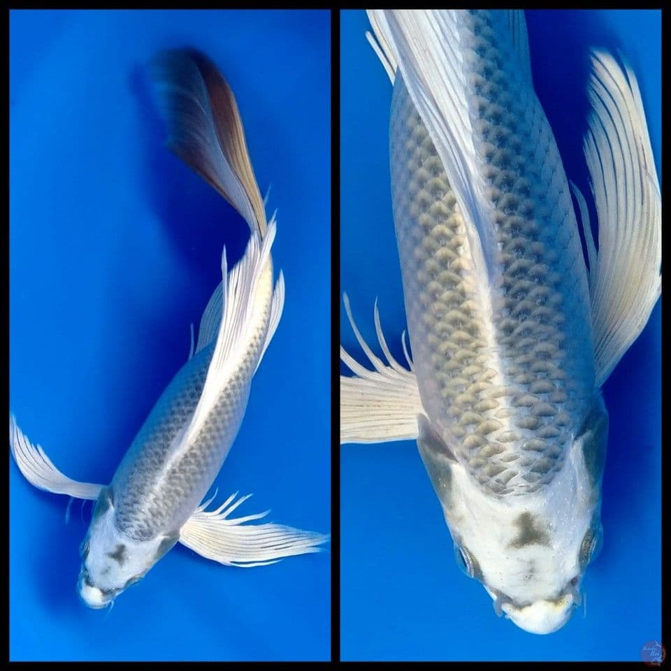 mukashi 35cm