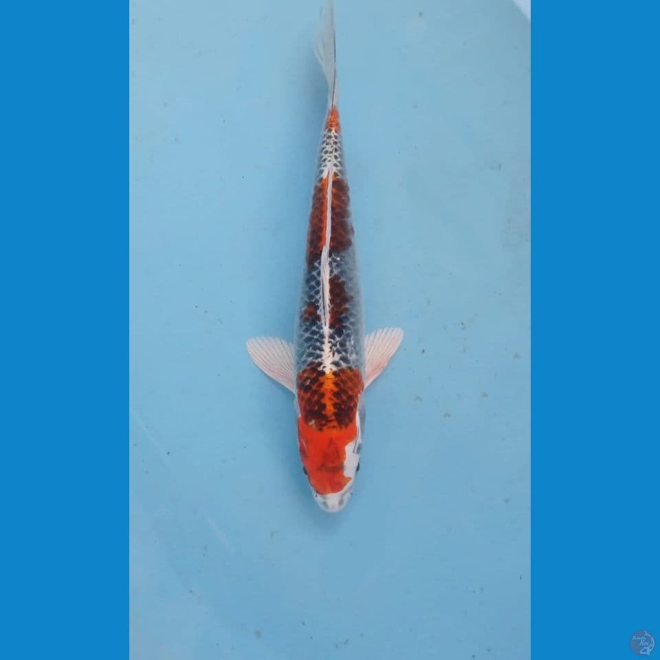 kujaku, 23 cm