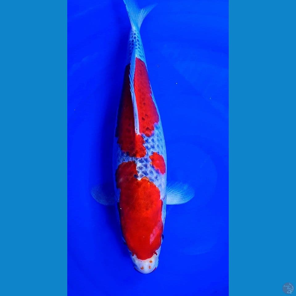 42cm jumbo red strong goshiki racing