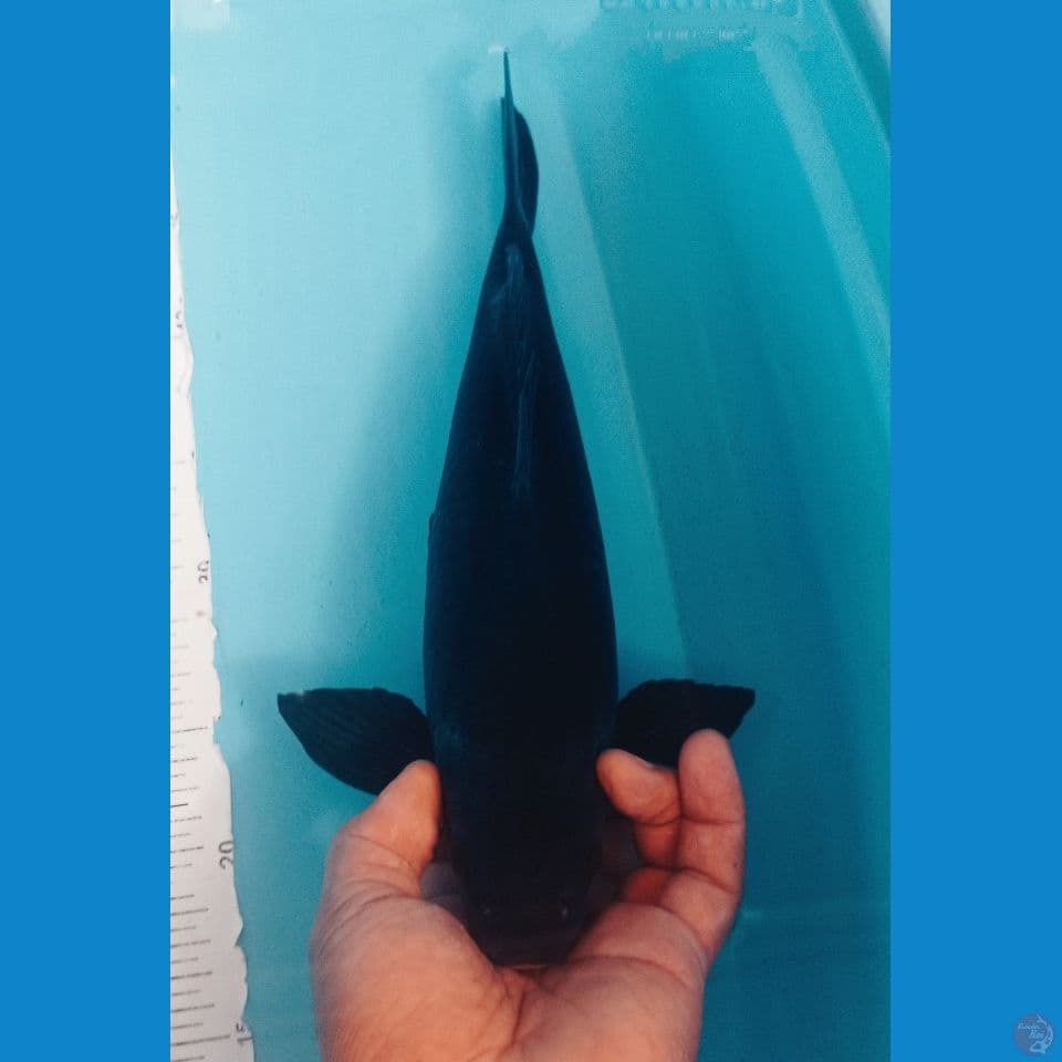 KARASU BULKY 34CM
