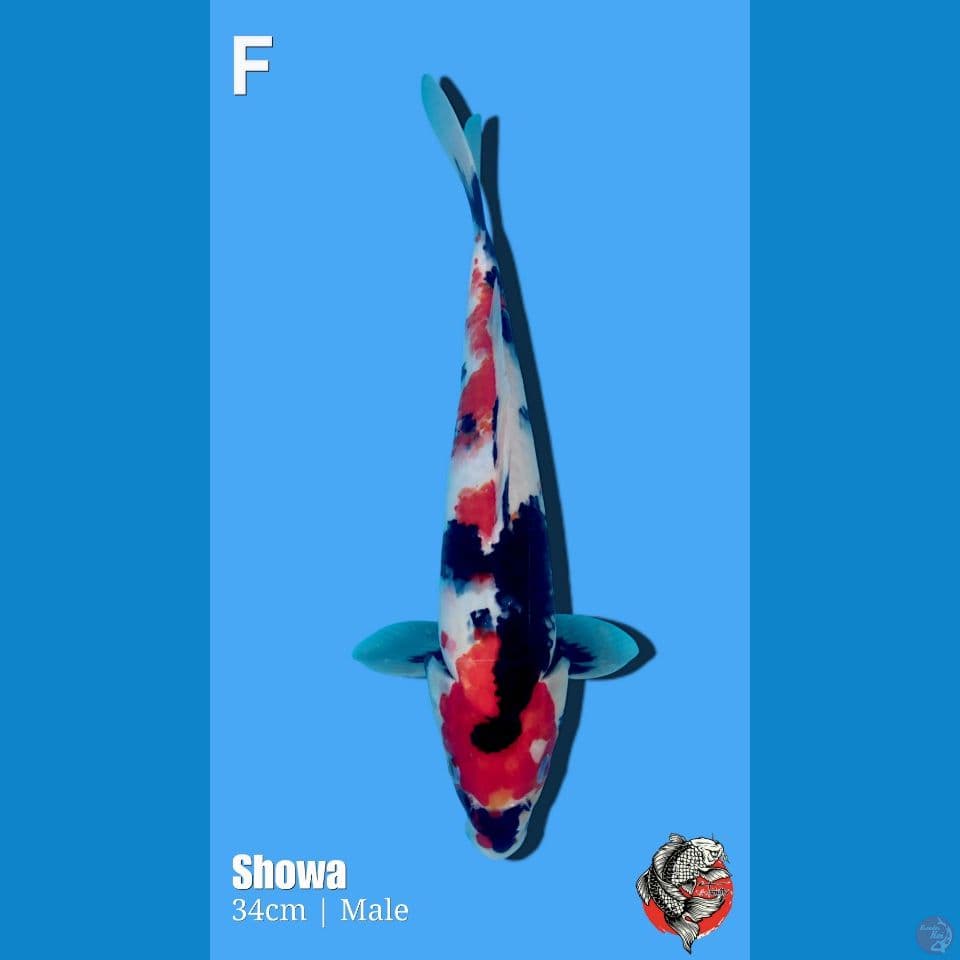 Showa, 34cm