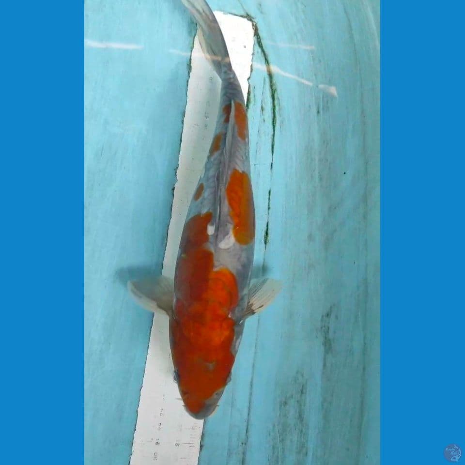 ochiba 33cm