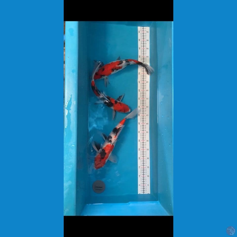 showa male 2 female 1