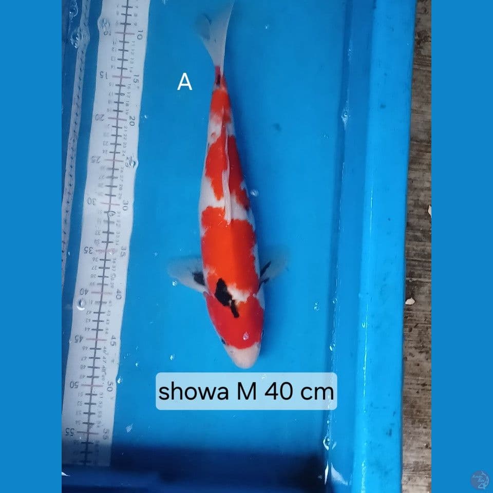 soa 40 cm