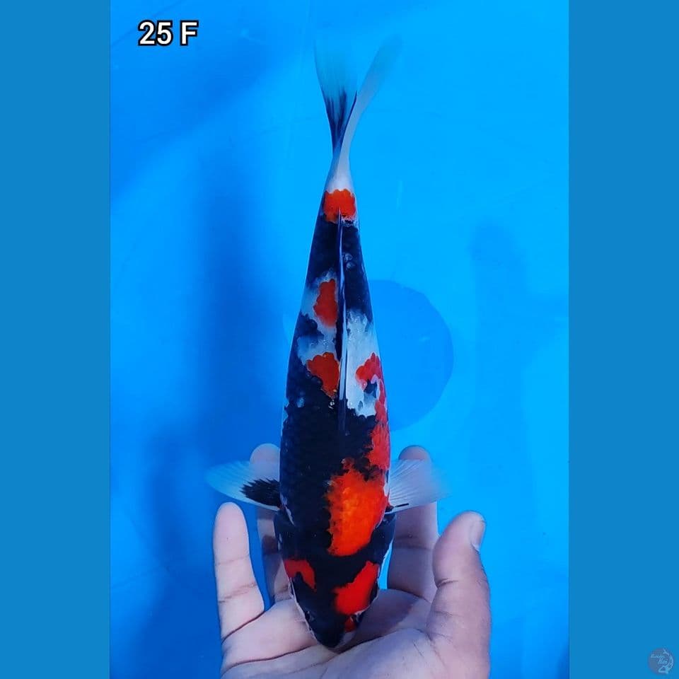 Showa Original Super Mantap 25cm Betina