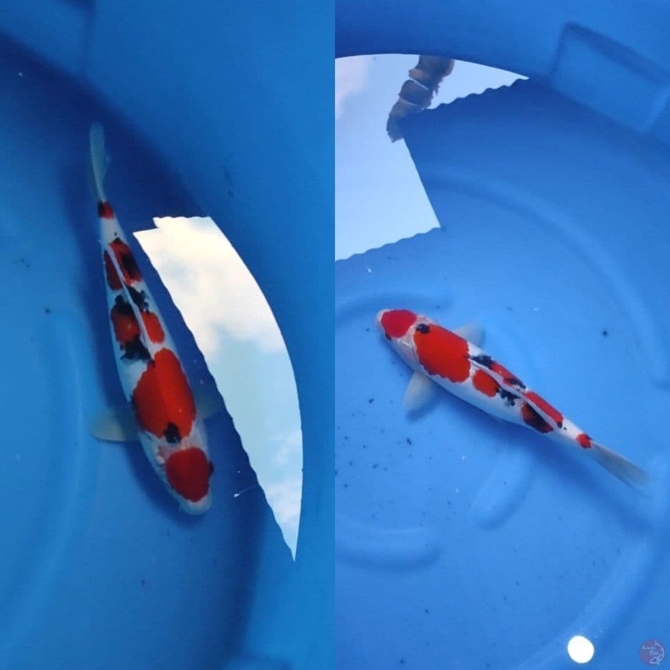 SANKE M38
