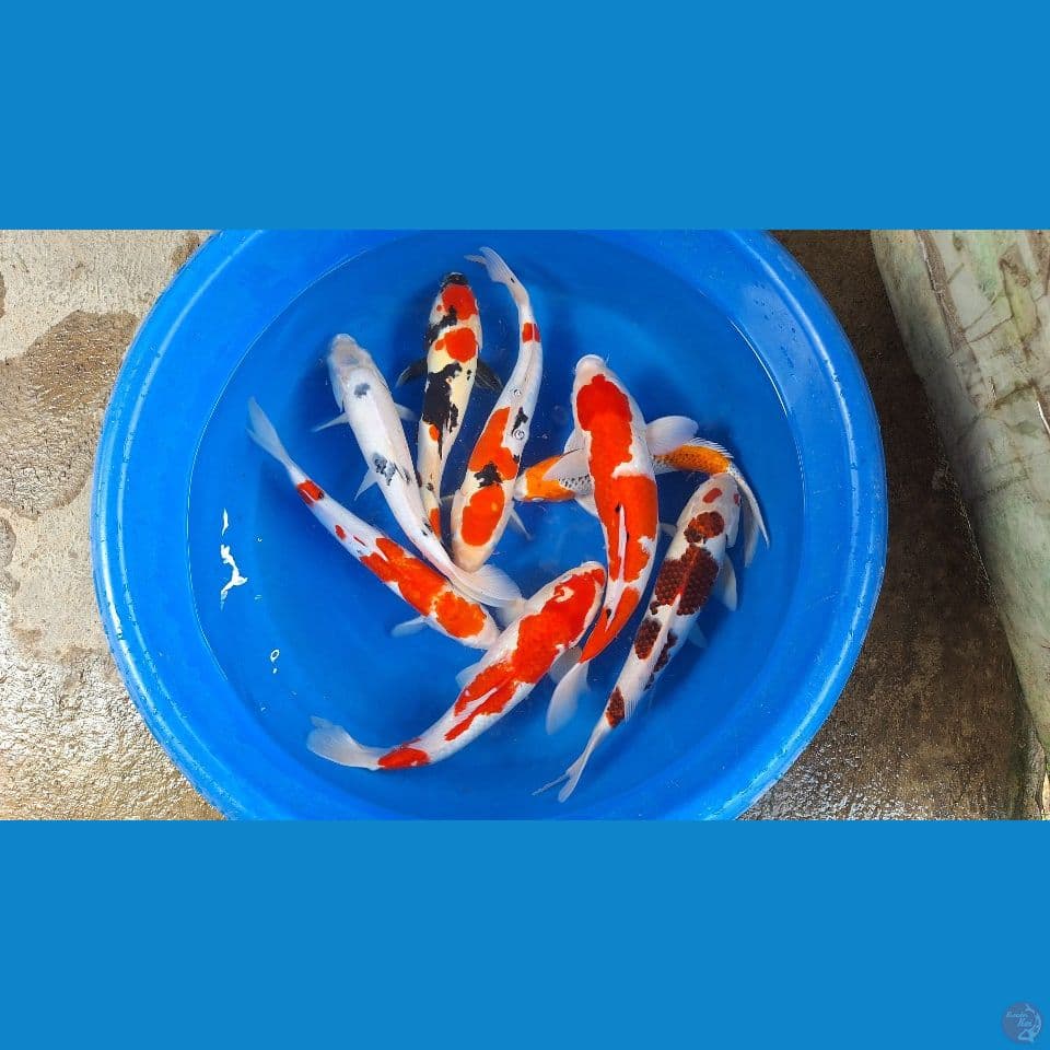 jumbo 8 ekor