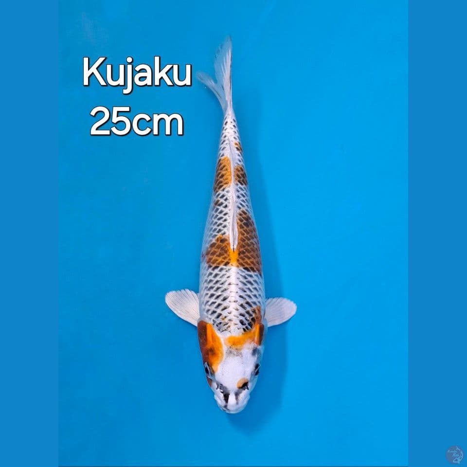 KUJAKU 25CM