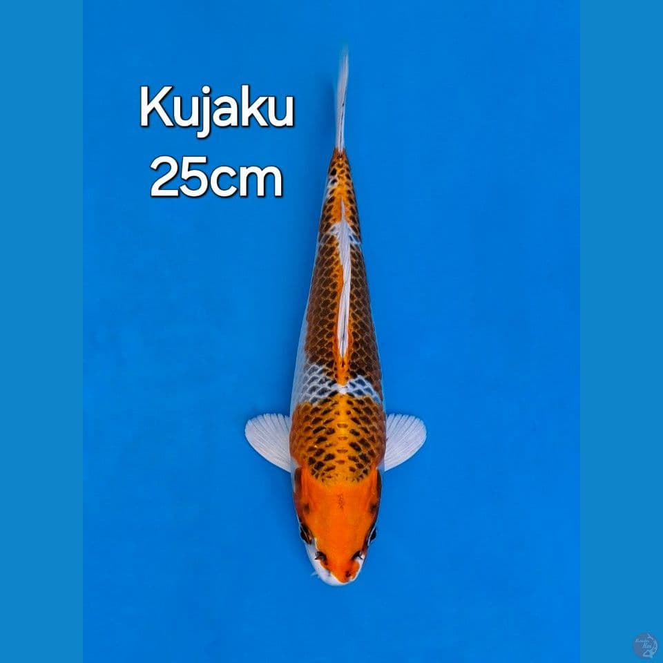 KUJAKU 25CM