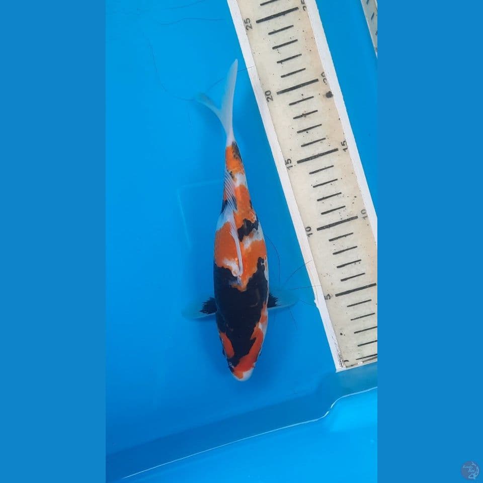 showa 24cm