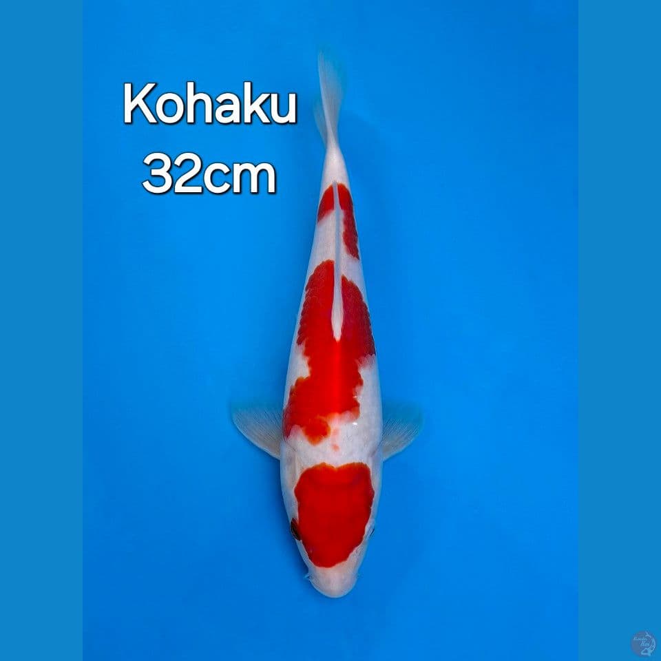 KOHAKU 32CM