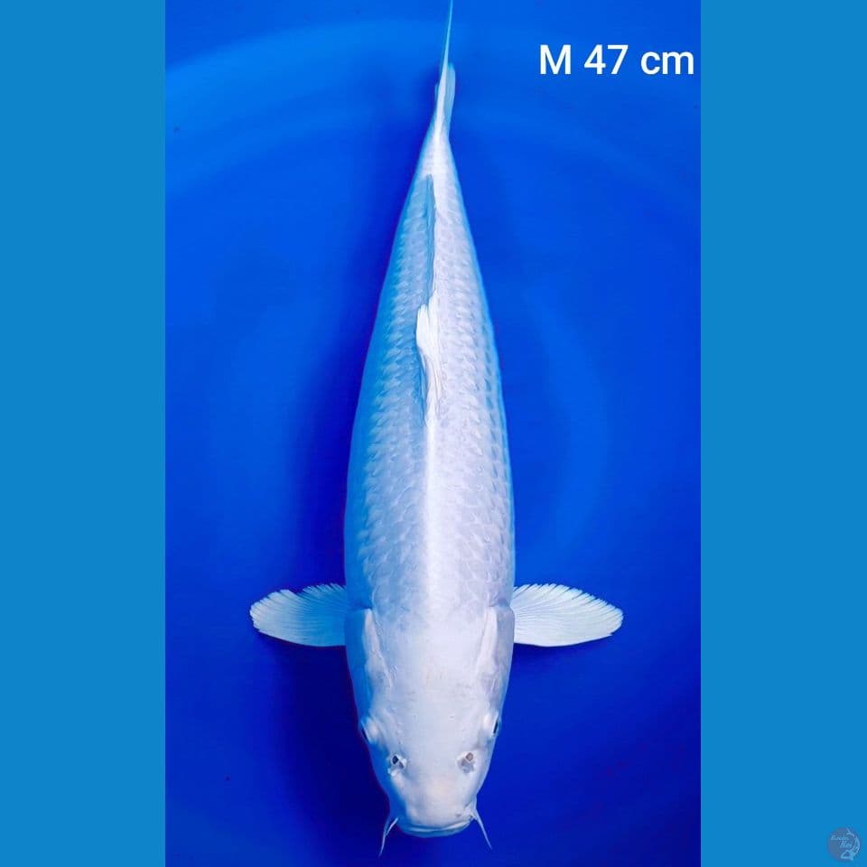 platinum 47 cm