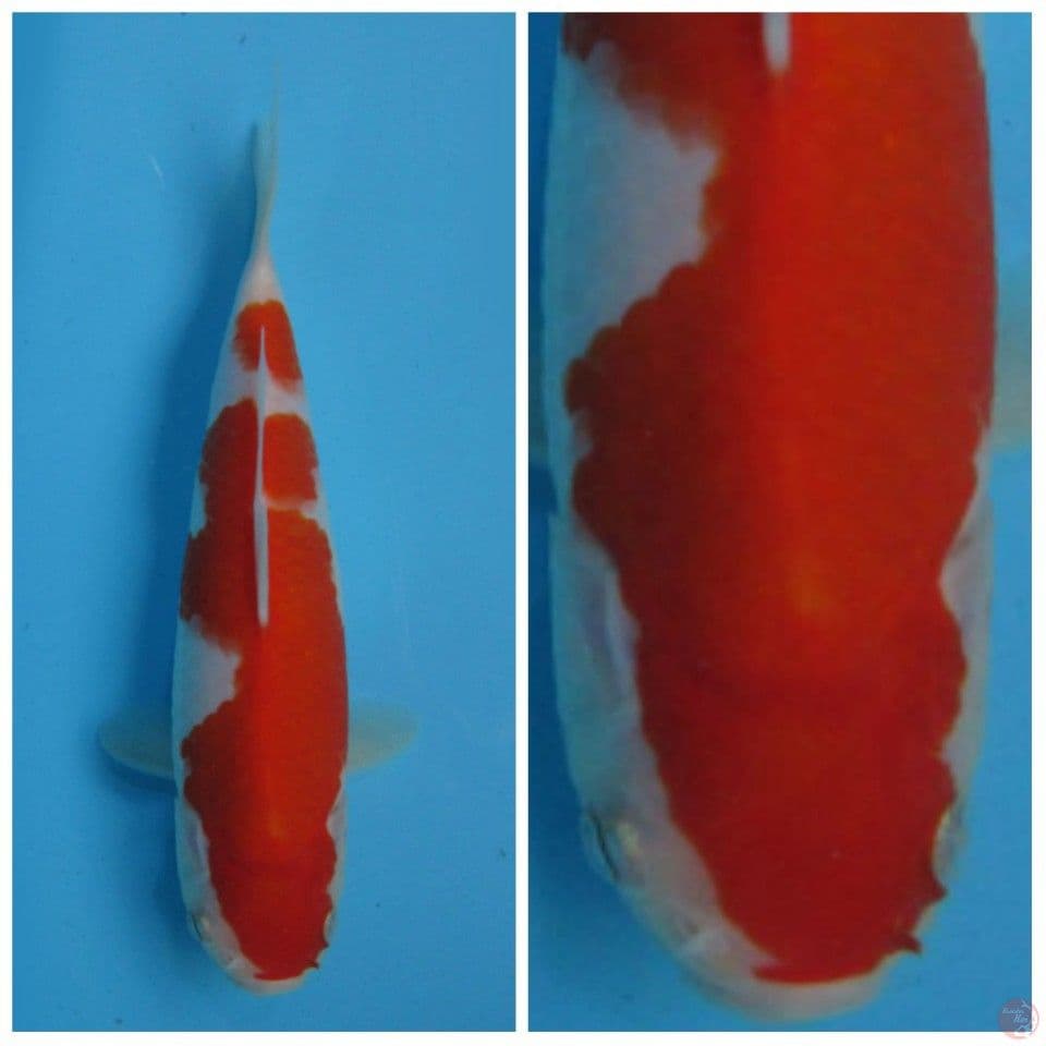 Super Red kohaku F1 Ogata male 22cm