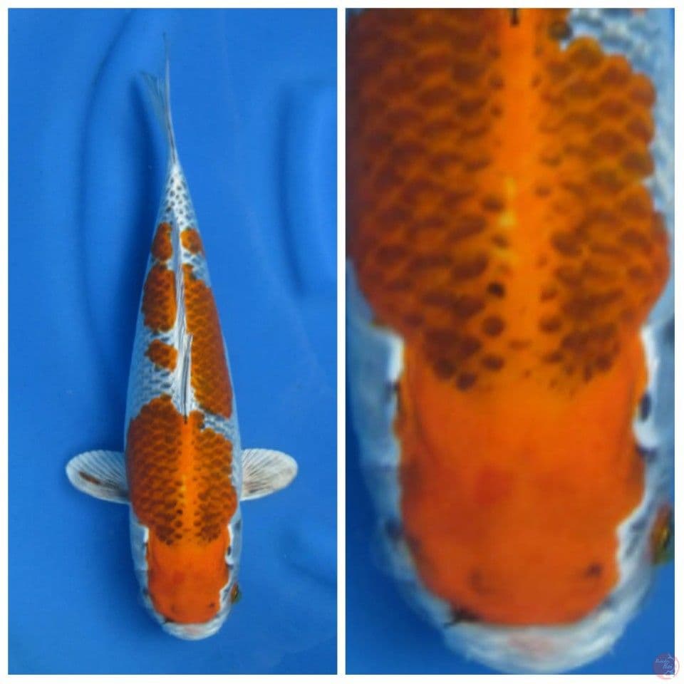 Super kujaku F1 marusai male 40cm