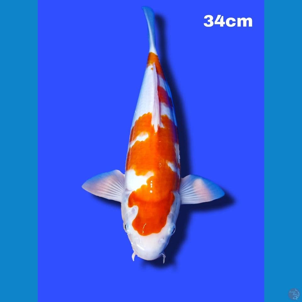 SQ kohaku 34 cm male