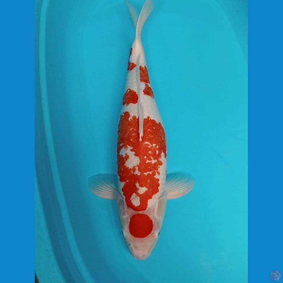 55.CM KOHAKU MARUTEN KANOKO