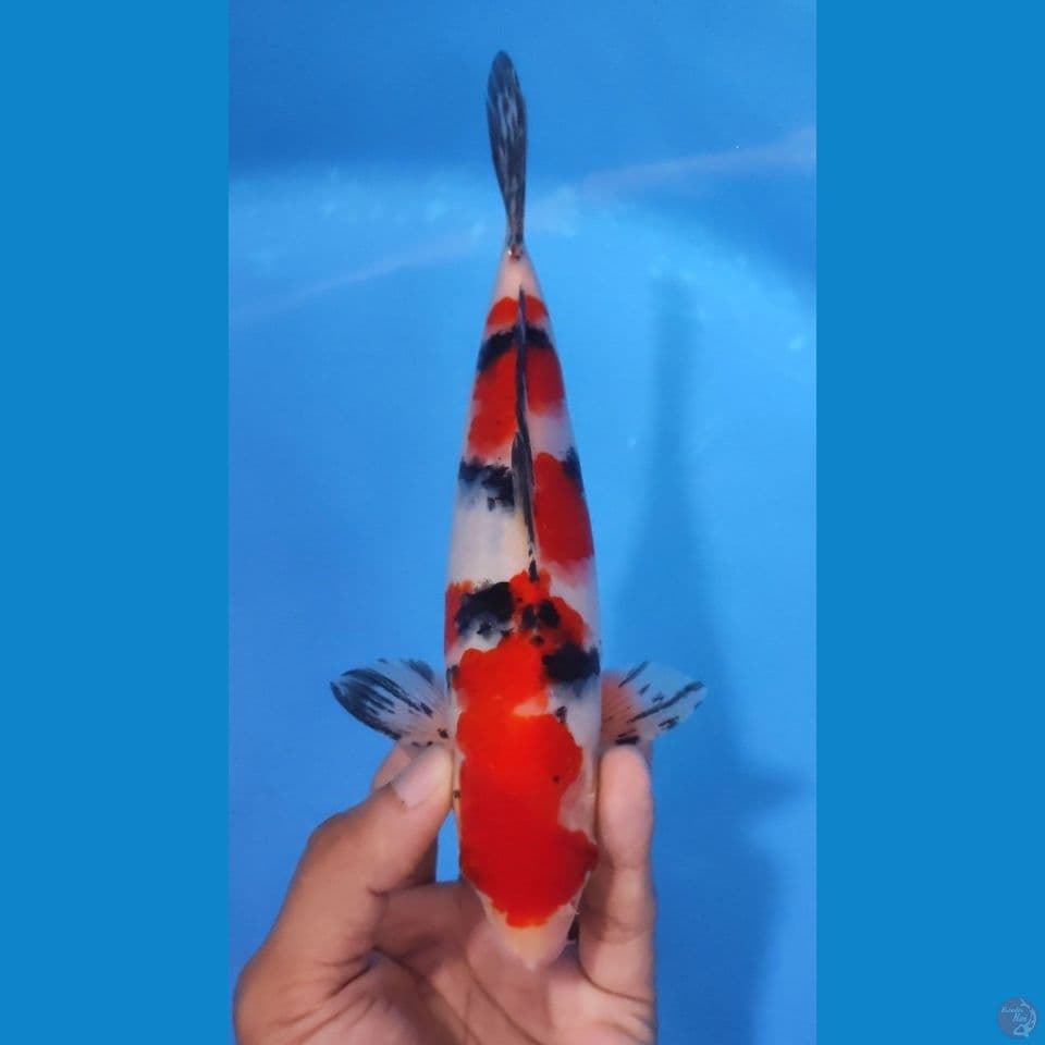 SANKE RED STRONG HQ 20CM - MALE