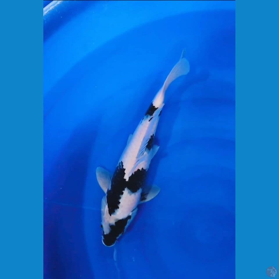 shiro jantan 40 cm