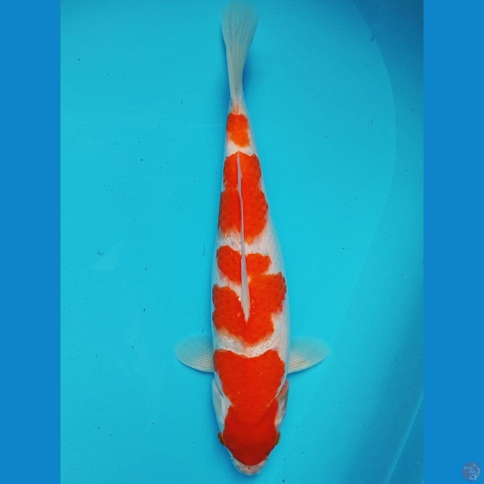 kohaku 36cm