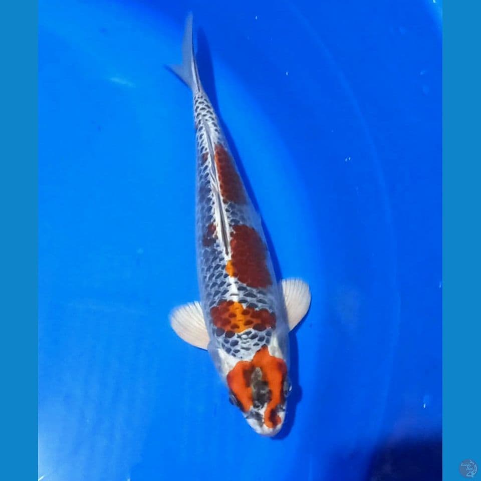 KUJAKU BERPUNUK 27CM MALE