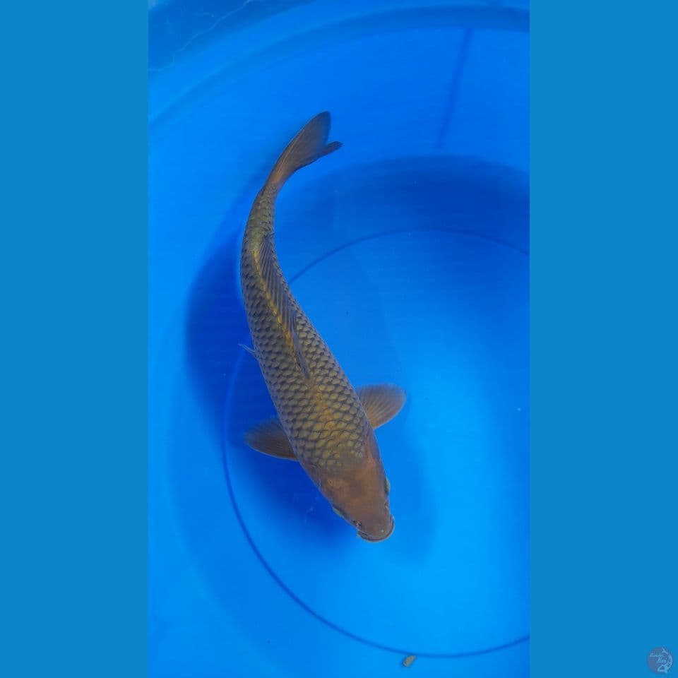 M36CM CHAGOI TEMBAGA