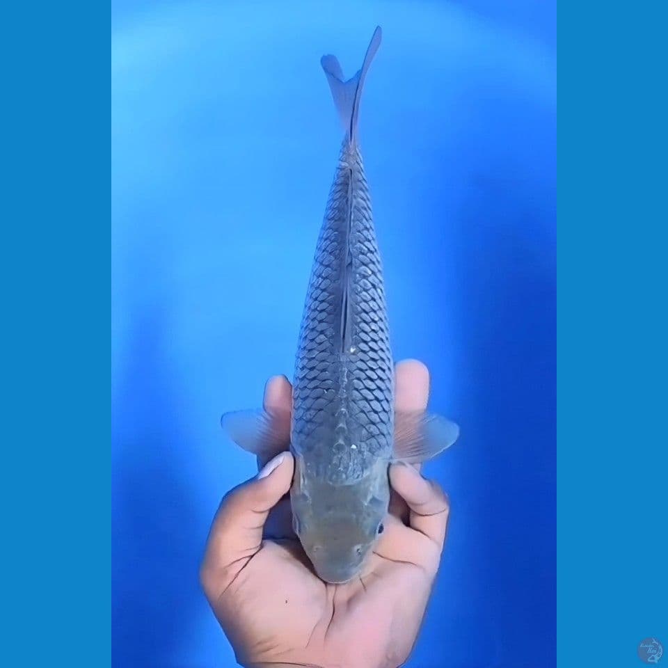 Soragoi Jaring Mantap 29cm Jantan