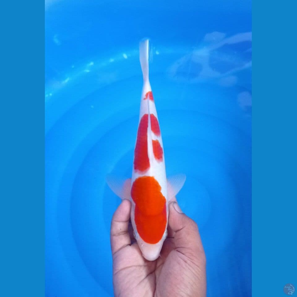 CS1_KOHAKU_25CM