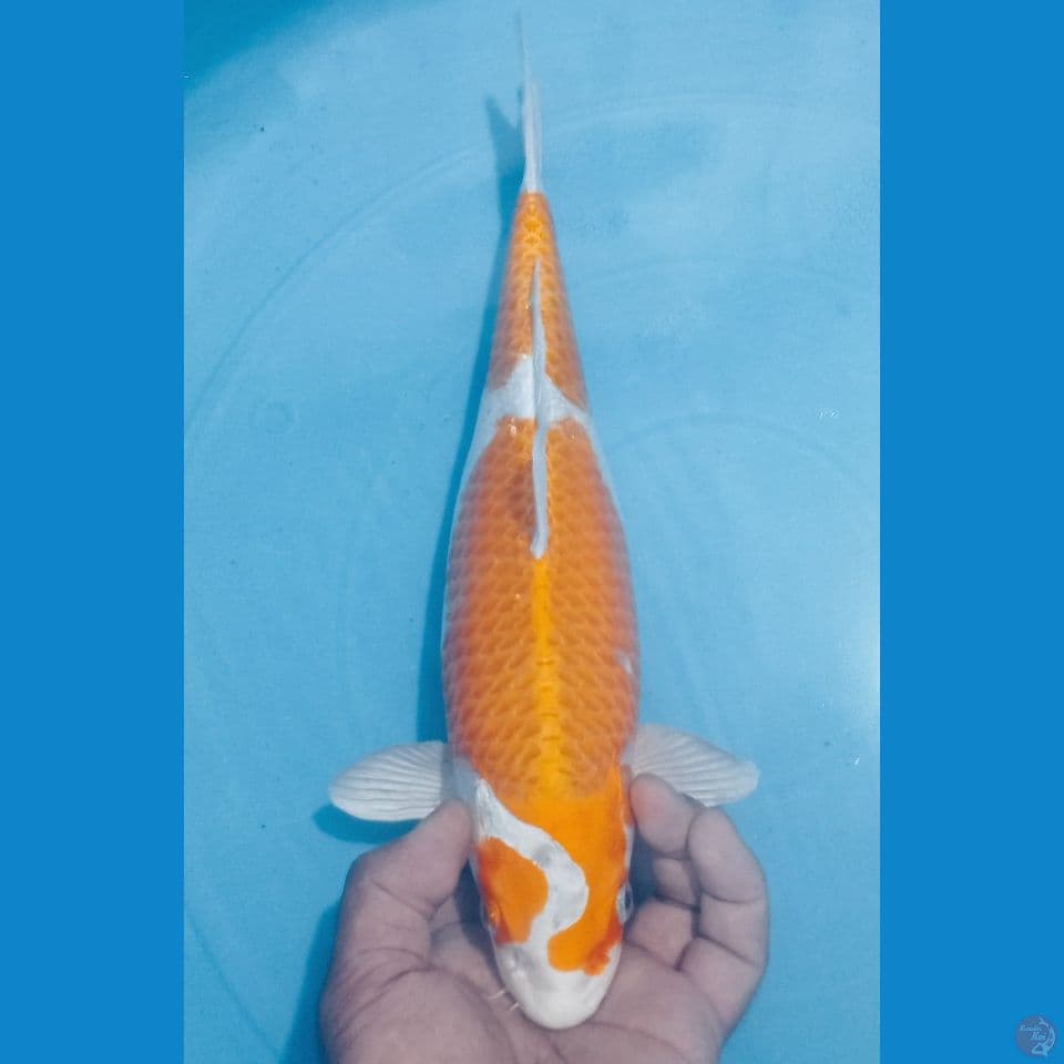 BLEDEKZ 35CM