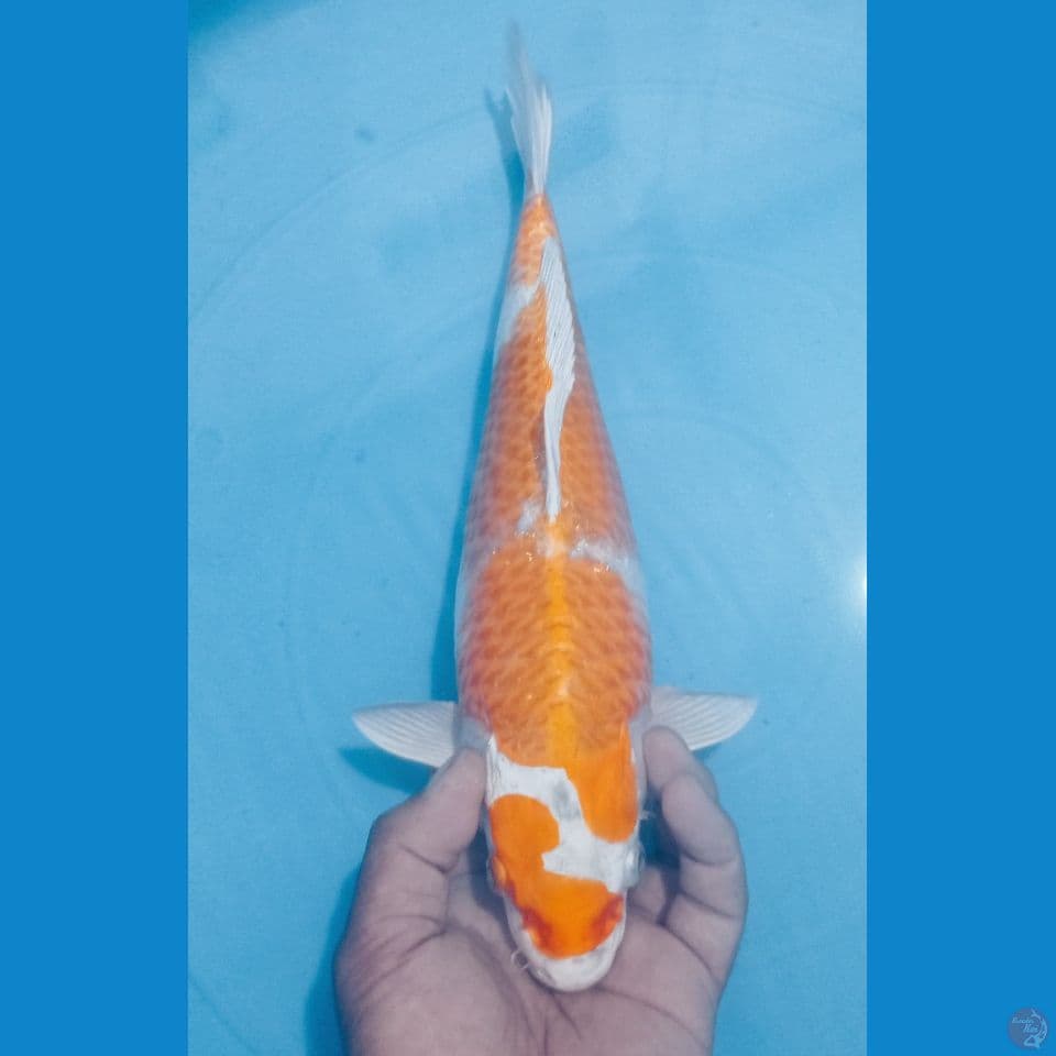 PETIRZZZ 35CM