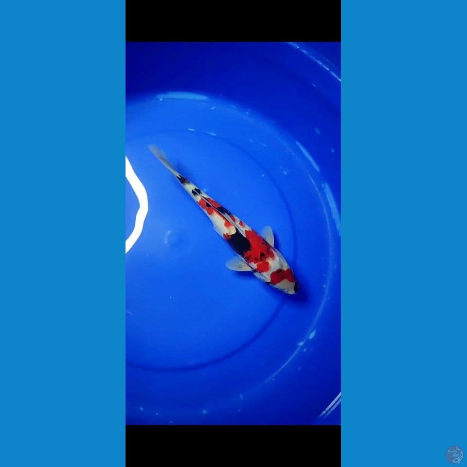 super kindai showa tategoi skin halus 32 cm
