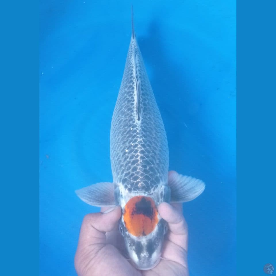 BENIGINGA 42CM