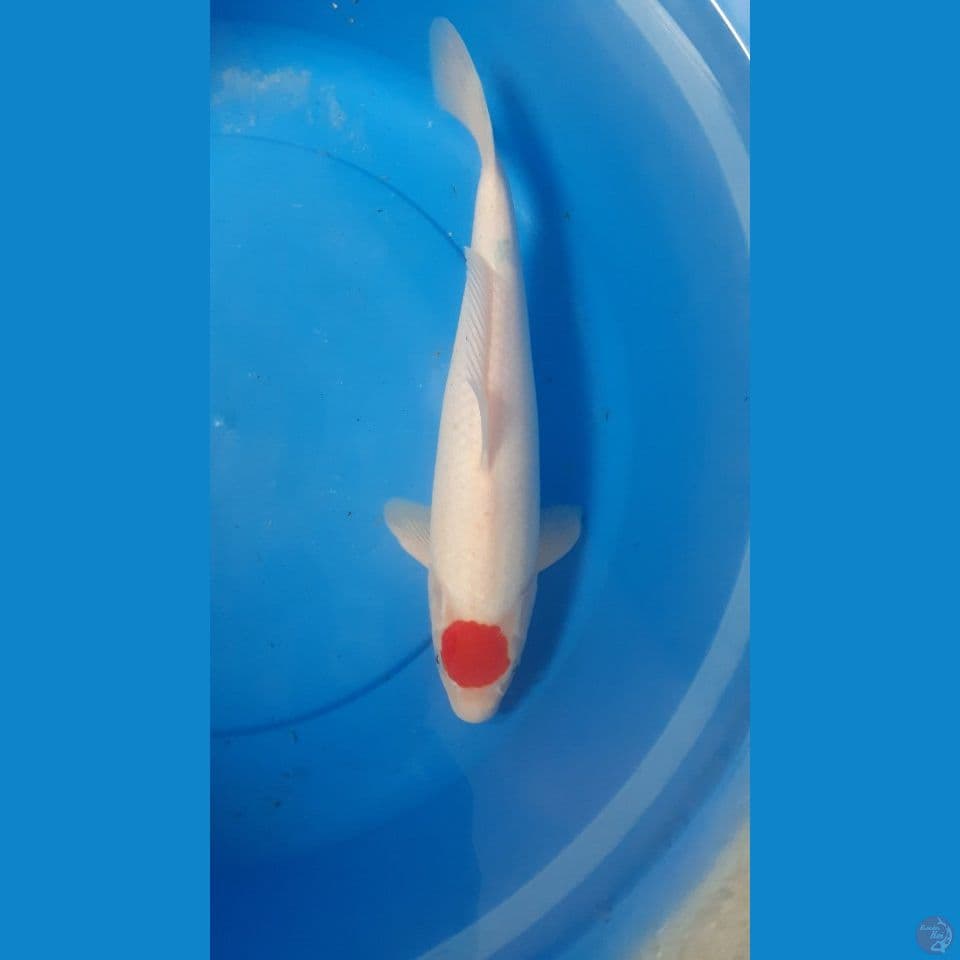 tancho original 39cm