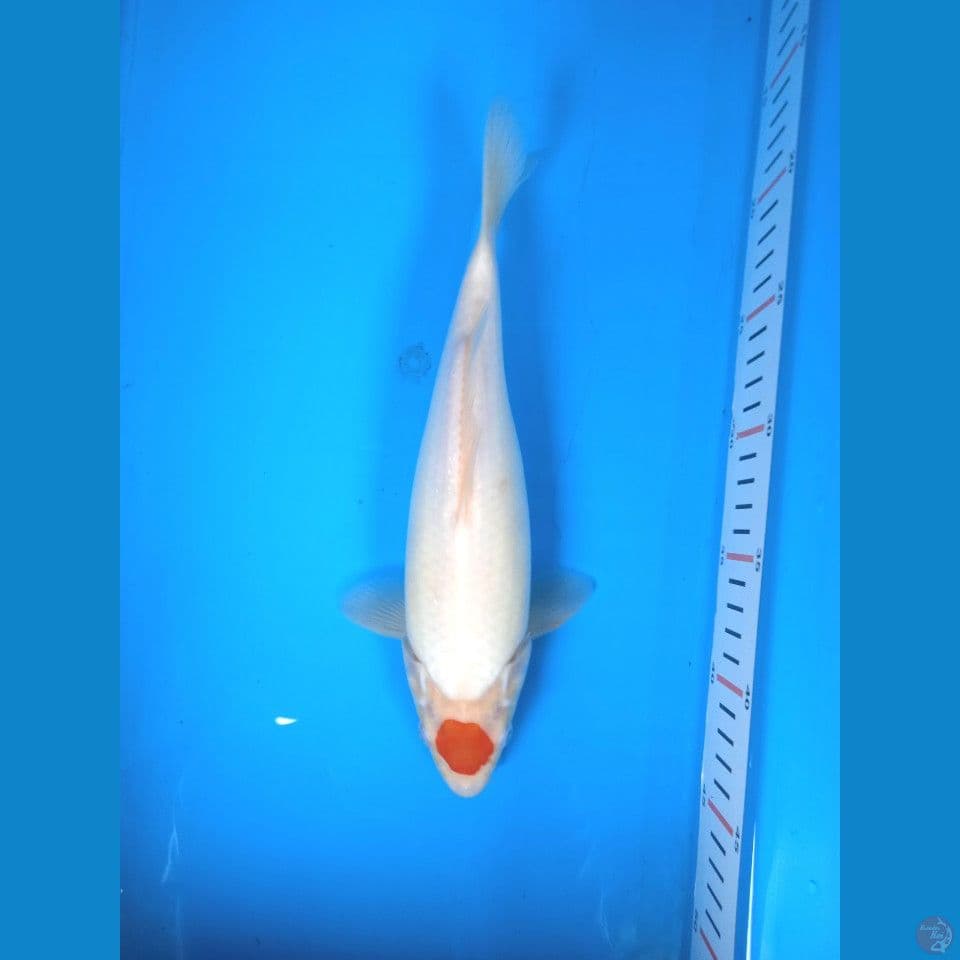 tancho 30cm