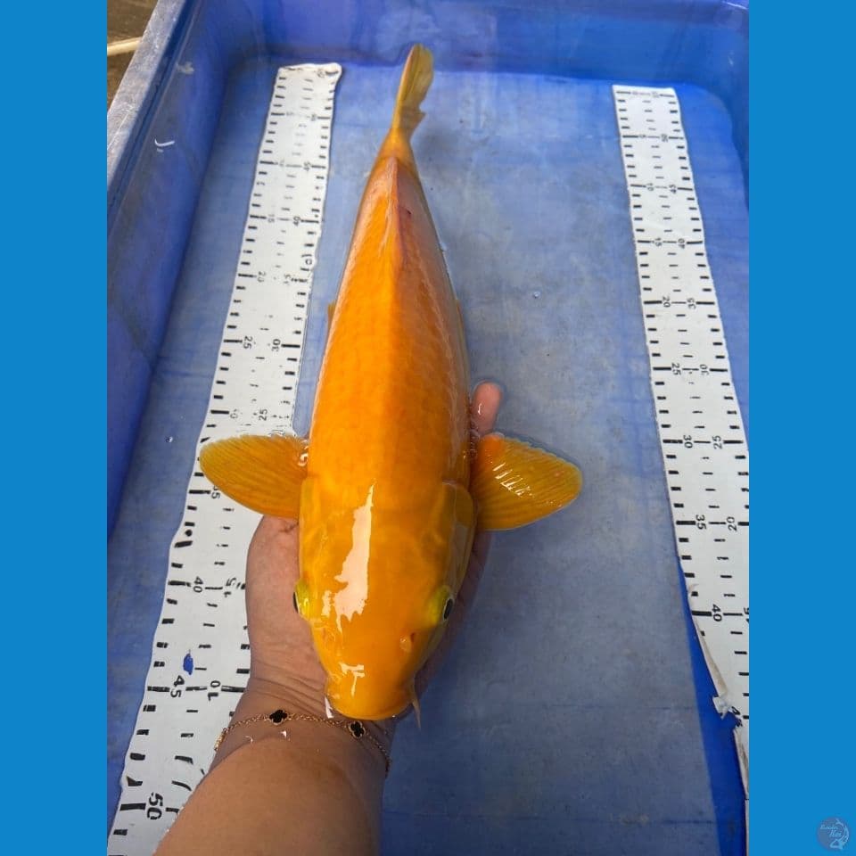 v5 karashi 41 cm jantan