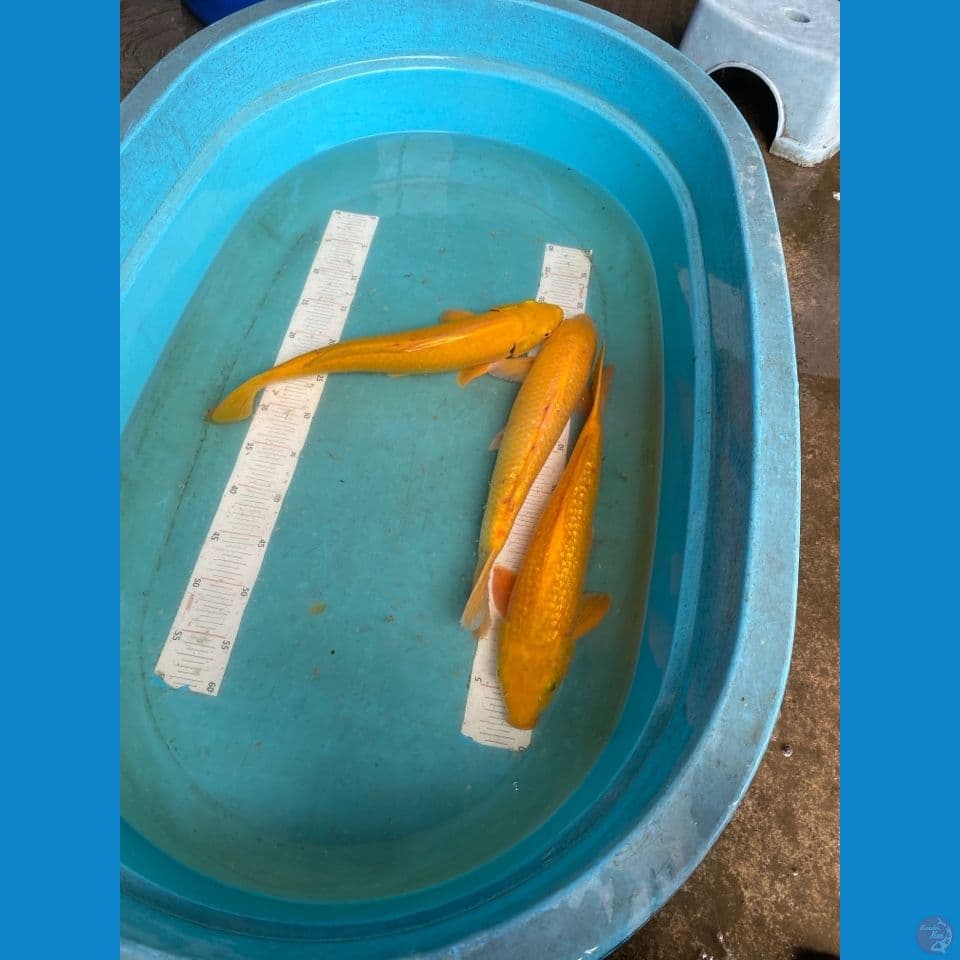 v5 jantan semua 41,41,41