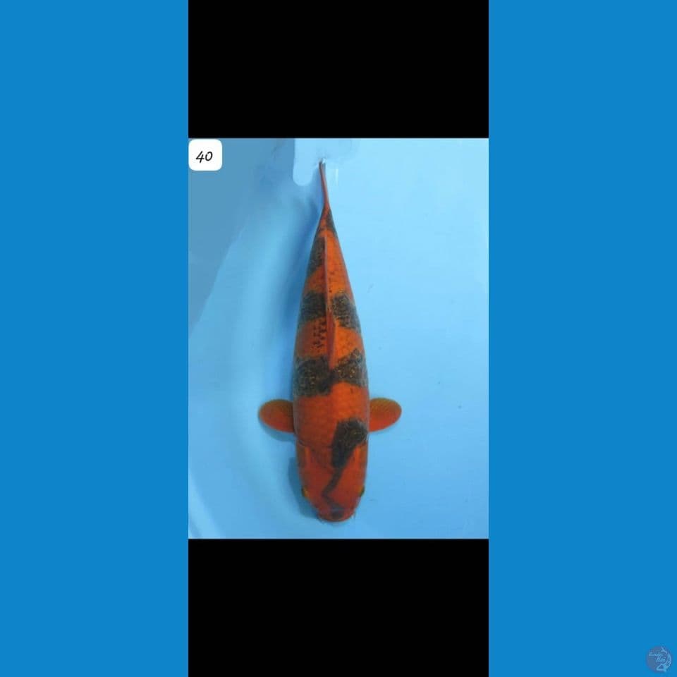 40cm Sabikoyo Jumbo